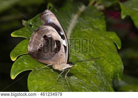 A Blue Banded Purple Wing Butterfly With Its Wings Folded, Resting On A Green Fern Leaf.