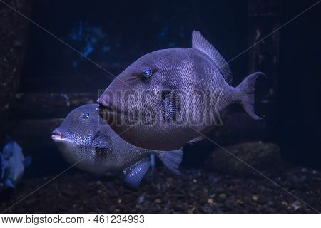 Two Grey Triggerfish In Dark Aquarium Water In Jerusalem, Israel.