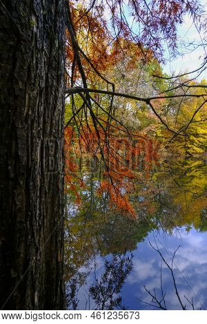 Red Autumn Tree Reflected In The Surface Water Of The Lake In Boschi Di Carrega, Emilia-romagna, Ita