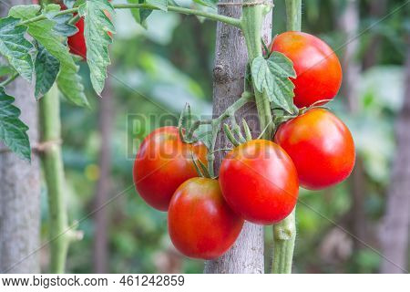 Red Oval Tomatoes Ripen In A Bunch On The Stem Of A Tomato Bush