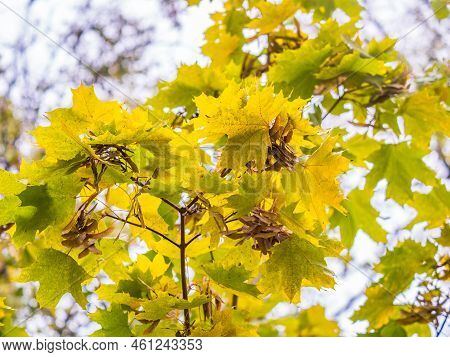 Maple Branches With Yellow Leaves And Seeds In Autumn, In The Light Of Sunset.