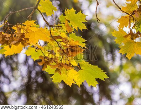 Maple Branches With Yellow Leaves And Seeds In Autumn, In The Light Of Sunset.