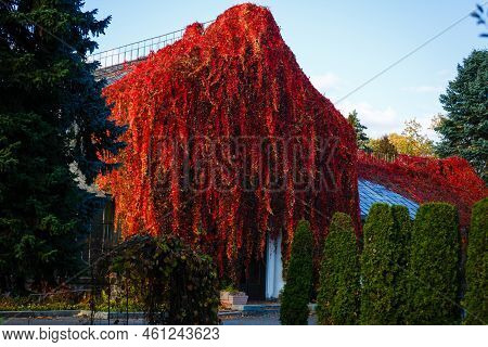 Fall Red Leafs Climb A Multi Stored Building Fasade, Omitting Windows. Seasonal Autumn Background