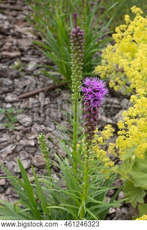 Purple Liatris Spicata Flowers In A Garden Plot. Decorative Flower For Landscape Design And Gardenin