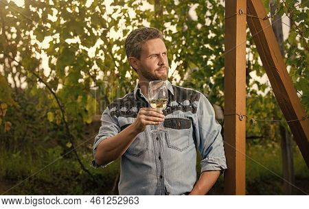 Enologist With Wineglass. Sommelier. Farmer Drink Wine. Cheers. Vinedresser Drinking.
