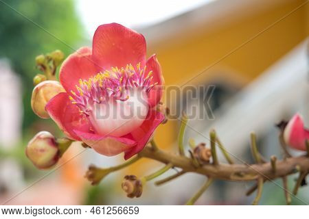 Selective Focus Of Sala Or Cannonball Flower Sakhuwan,sal Tree