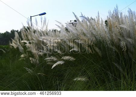 Kaash Ful Or Kans Grass Oscillating In Breeze, Saccharum Spontaneum, Blue Sky And White Clouds Of Au