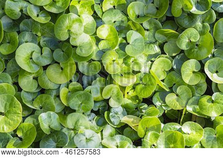 Top View To Young Green Foliage Of Asarum Europaeum Plants Or European Wild Ginger, Asarabacca, Wild