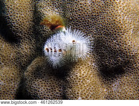 A White Christmas Tree Worm On Brown Coral Boracay Philippines