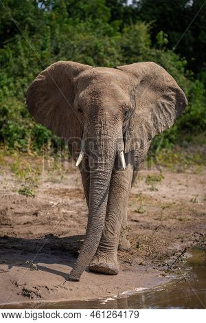 African Bush Elephant Approaches Camera Along Riverbank