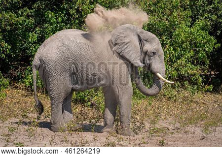 African Bush Elephant Blows Sand Over Body