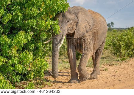 African Bush Elephant Brushes Past Leafy Bush