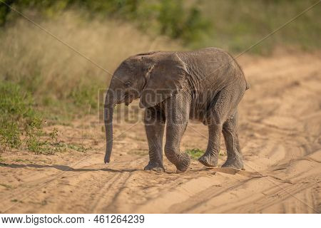 African Bush Elephant Calf Crosses Sandy Track