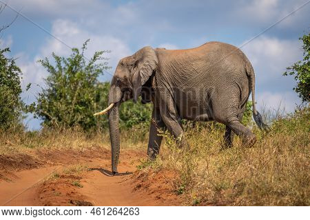 African Bush Elephant Crosses Red Sandy Track