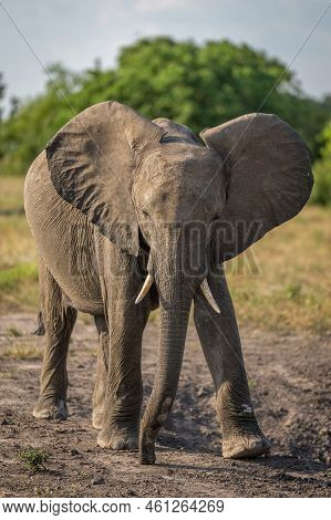 African Bush Elephant Crosses Savannah Near Trees