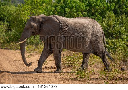 African Bush Elephant Crosses Track In Sunshine