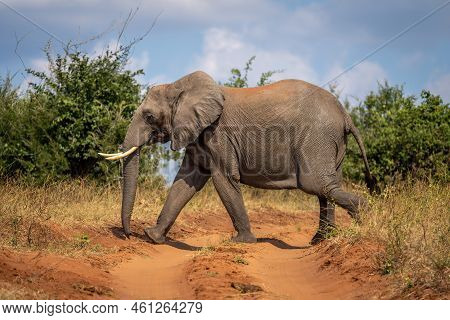 African Bush Elephant Crosses Track Into Bushes