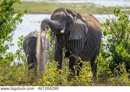 African Bush Elephant Lifts Sand Near Another