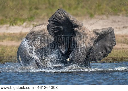 African Bush Elephant Makes Spray In Water