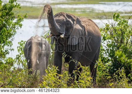 African Bush Elephant Raising Sand Near Another