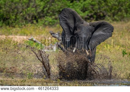 African Bush Elephant Splashes Around In River