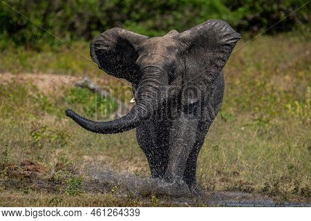 African Bush Elephant Splashes Through Shallow Water