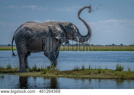 African Bush Elephant Sprays Mud Over Back