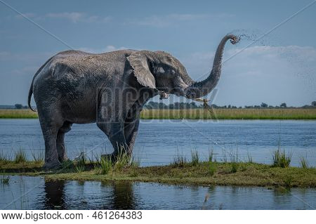 African Bush Elephant Sprays Mud Over Head