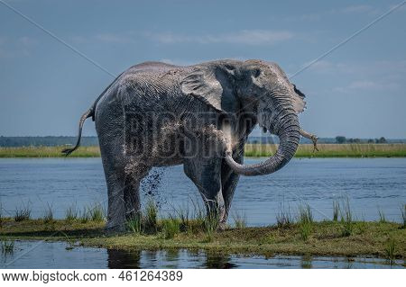 African Bush Elephant Sprays Mud Over Itself