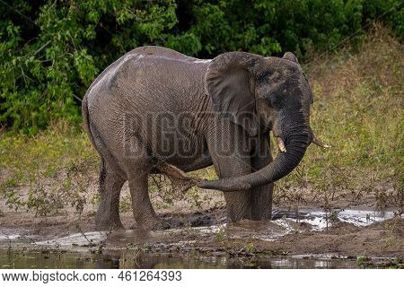 African Bush Elephant Squirting Dirt Over Flank