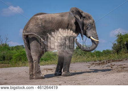 African Bush Elephant Squirts Dust On Flank