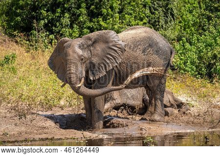 African Bush Elephant Squirts Mud Over Flank