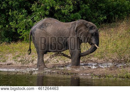 African Bush Elephant Squirts Mud Under Belly