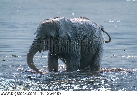 African Bush Elephant Stands Backlit In River