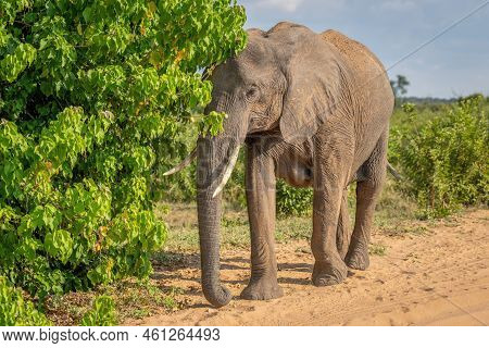 African Bush Elephant Stands Behind Leafy Bush