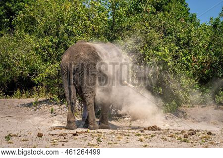 African Bush Elephant Stands Covered In Dust