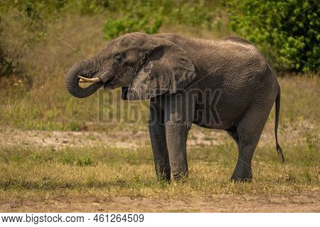 African Bush Elephant Stands Drinking From River