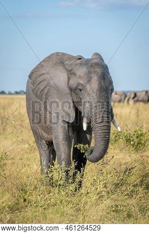 African Bush Elephant Stands Eating In Savannah