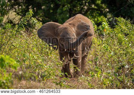 African Bush Elephant Stands Enjoying Dust Bath