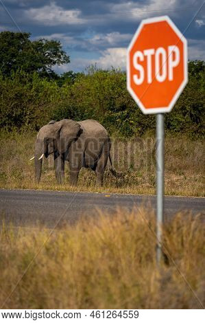 African Bush Elephant Stands Near Stop Sign