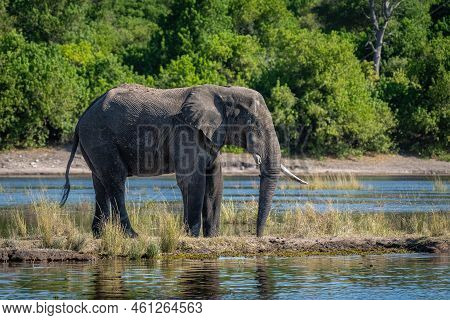 African Bush Elephant Stands On Grassy Island