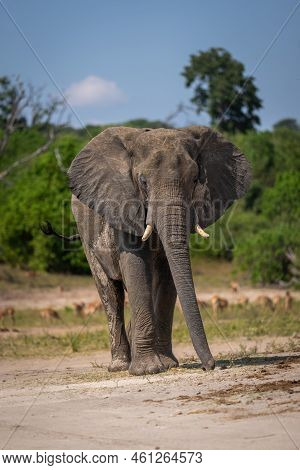 African Bush Elephant Stands On Sandy Riverbank