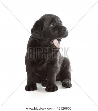 Siyah Labrador Retriever köpek yavrusu