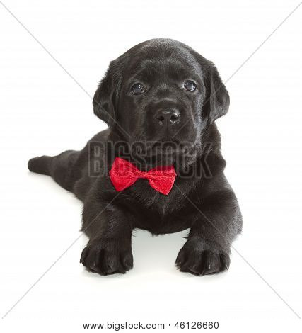 Siyah Labrador Retriever köpek yavrusu