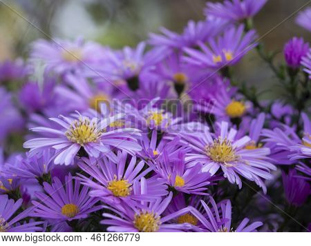 Beautiful Floral Background With The Texture Of Elegant Alpine Aster Flowers. Autumn Aster Flowers U