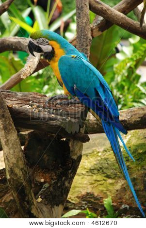 Blu Macaw Bird