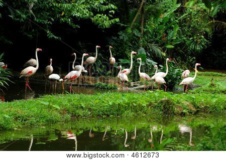 Uccelli Flamingo