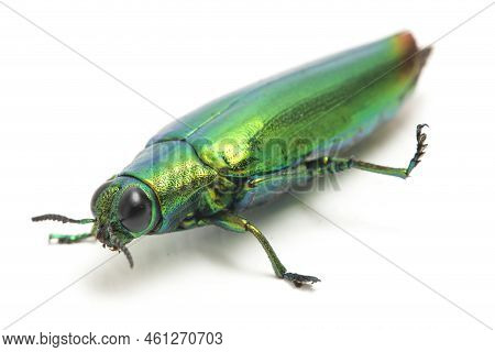 Jewel Beetle (chrysochroa Fulminans) Isolated On White Background.