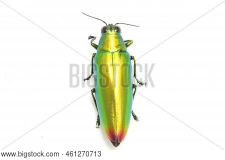 Jewel Beetle (chrysochroa Fulminans) Isolated On White Background.