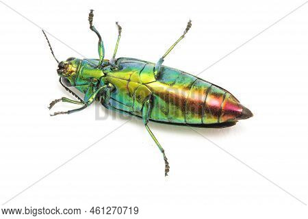 Jewel Beetle (chrysochroa Fulminans) Isolated On White Background.